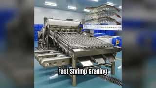 Shrimp Grading Machine Boosts Efficiency