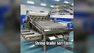 Shrimp Grader Machine
